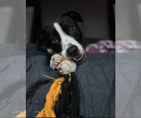 Medium Photo #3 Mutt Puppy For Sale in New York, NY, USA