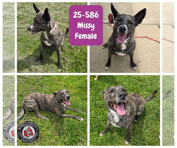 Medium Photo #1 Dutch Shepherd -Unknown Mix Puppy For Sale in Georgetown, KY, USA