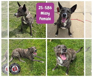Dutch Shepherd -Unknown Mix Dogs for adoption in Georgetown, KY, USA