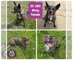 Small Dutch Shepherd  Mix