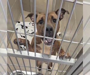 Mutt Dogs for adoption in Decatur, IL, USA