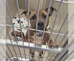 MOPSY - Female Mutt Dog for Adoption - Small photo