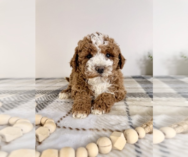 Medium Photo #2 Goldendoodle (Miniature) Puppy For Sale in GREENFIELD, IN, USA