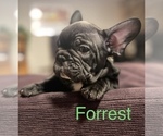 Small Photo #4 Faux Frenchbo Bulldog-French Bulldog Mix Puppy For Sale in HOODSPORT, WA, USA