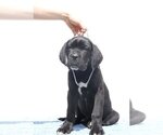 Small #4 Cane Corso