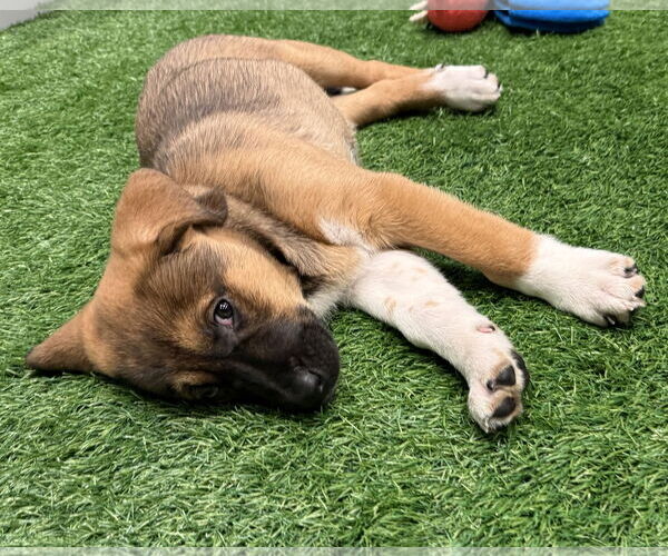 Medium Photo #5 Mutt Puppy For Sale in Sanford, FL, USA