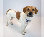 Small #4 Retriever  Mix