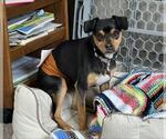 Small #4 Miniature Pinscher Mix