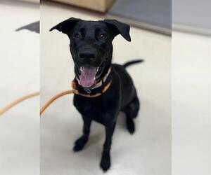 Labrador Retriever-Unknown Mix Dogs for adoption in Center Township, PA, USA