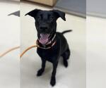 Small Labrador Retriever Mix