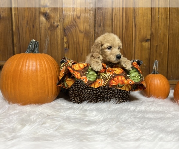 Medium Photo #1 Goldendoodle Puppy For Sale in NEOLA, WV, USA