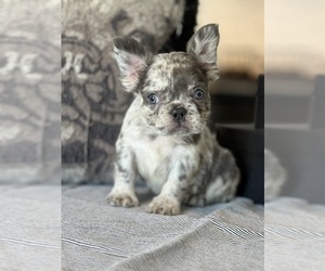 French Bulldog Puppy for sale in LAS VEGAS, NV, USA