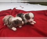 Small Photo #3 Australian Shepherd Puppy For Sale in BLANCHARD, OK, USA