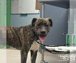 Small Retriever  Mix