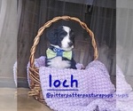 Image preview for Ad Listing. Nickname: Magner