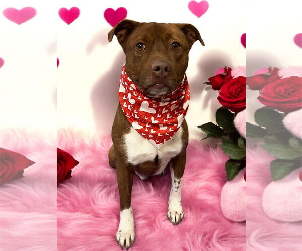 Medium Photo #1 American Pit Bull Terrier Puppy For Sale in Sykesville, MD, USA