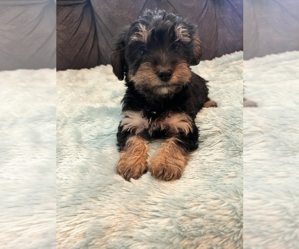 Medium Photo #3 YorkiePoo Puppy For Sale in CASTROVILLE, TX, USA
