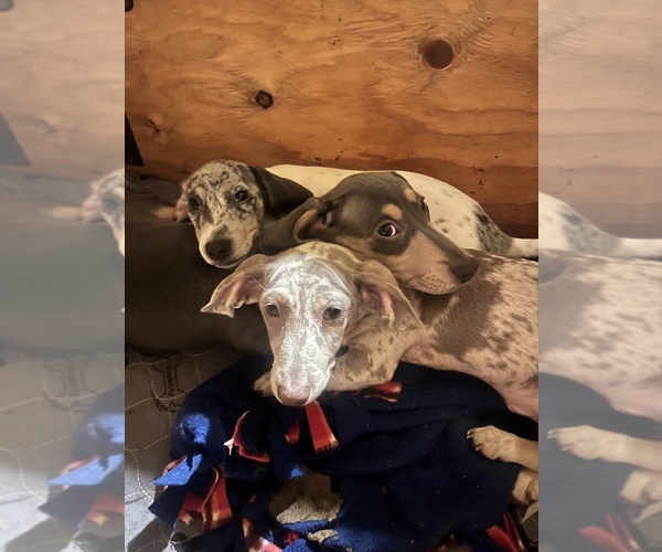 Medium Photo #2 Dachshund Puppy For Sale in LAKEBAY, WA, USA