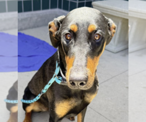Doberman Pinscher Dogs for adoption in Buffalo, MN, USA