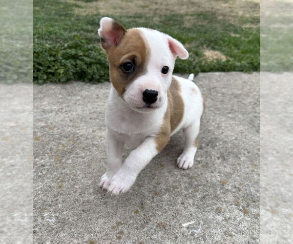 Medium Photo #2 Australian Shepherd-Unknown Mix Puppy For Sale in OKLAHOMA CITY, OK, USA