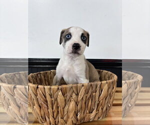Catahoula Leopard Dog-Mountain Cur Mix Dogs for adoption in Holly Springs, NC, USA