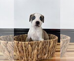 Small Catahoula Leopard Dog-Mountain Cur Mix