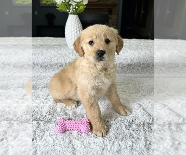 Medium Photo #4 Golden Retriever Puppy For Sale in GREENFIELD, IN, USA