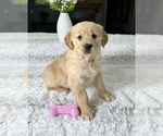 Small Photo #4 Golden Retriever Puppy For Sale in GREENFIELD, IN, USA
