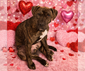 Keely - Female Mutt Dog for Adoption - Photo #8