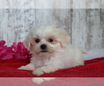 Small Photo #1 Mal-Shi Puppy For Sale in SHILOH, OH, USA