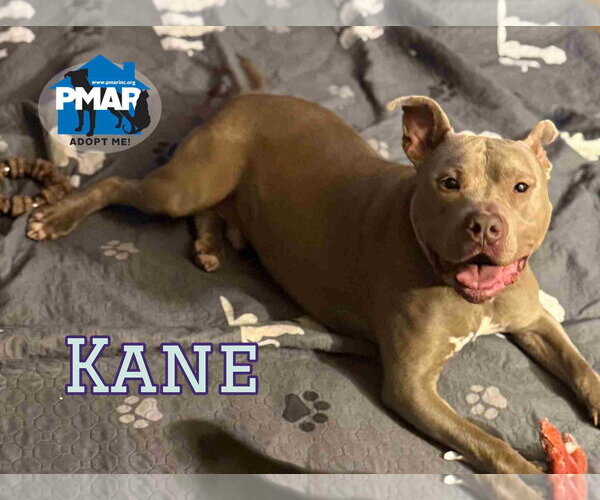 Medium Photo #3 Mutt Puppy For Sale in Binghamton, NY, USA