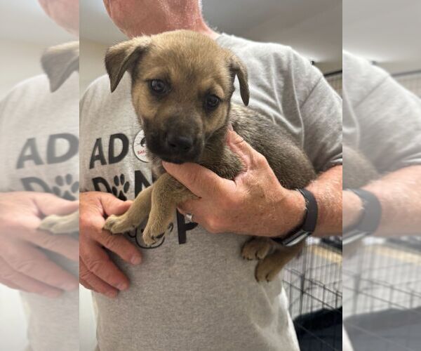 Medium Photo #1 Mutt Puppy For Sale in Calgary, Alberta, Canada