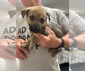 Mutt Dogs for adoption in Calgary, Alberta, Canada