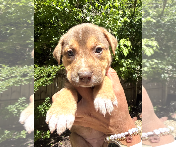 Medium Photo #6 Labrador Retriever-Unknown Mix Puppy For Sale in Rockville, MD, USA