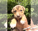 Small #5 Labrador Retriever Mix