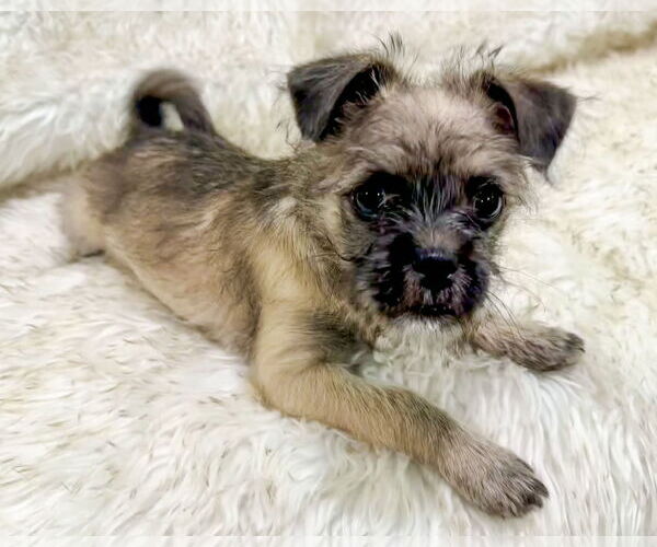 Medium Photo #8 Brussels Griffon-Unknown Mix Puppy For Sale in Corona, CA, USA