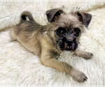 Small #7 Brussels Griffon Mix