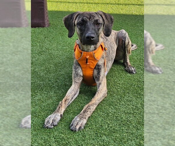Medium Photo #1 Greyhound-Saluki Mix Puppy For Sale in Agoura Hills, CA, USA