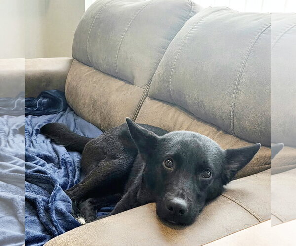 Medium Photo #3 Border Collie-Unknown Mix Puppy For Sale in Fargo, ND, USA