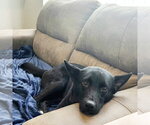 Small #2 Border Collie Mix