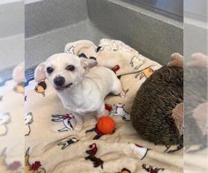 Chihuahua Dogs for adoption in San Martin, CA, USA