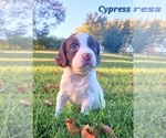 Small Photo #5 English Springer Spaniel Puppy For Sale in DILLSBURG, PA, USA