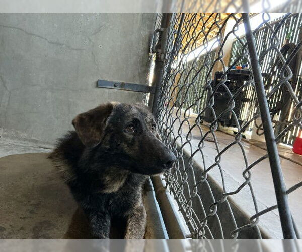 Medium Photo #1 German Shepherd Dog-Unknown Mix Puppy For Sale in San Bernardino, CA, USA