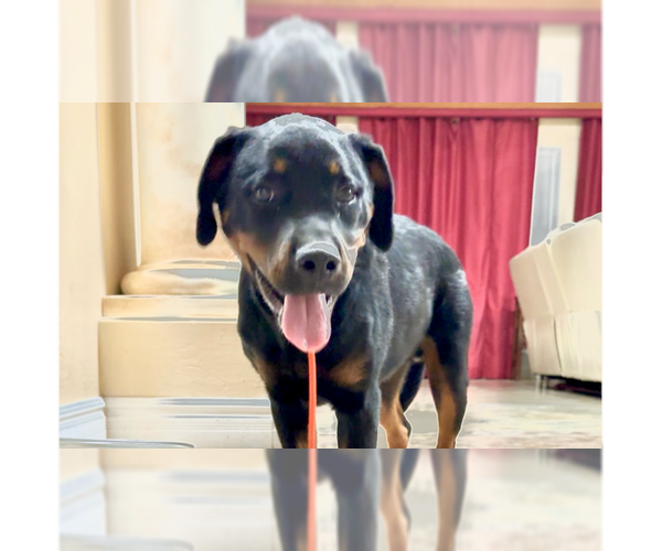 Medium Photo #1 Rottweiler Puppy For Sale in Gilbert, AZ, USA
