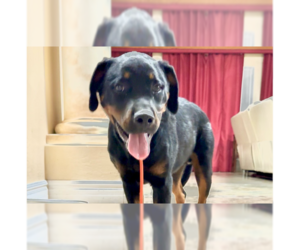Rottweiler Dogs for adoption in Gilbert, AZ, USA
