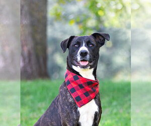Labrador Retriever-Unknown Mix Dogs for adoption in Unionville, PA, USA