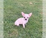 Puppy Puppy 8 Chihuahua