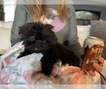 Small Photo #5 Shih Tzu Puppy For Sale in LEHIGH ACRES, FL, USA