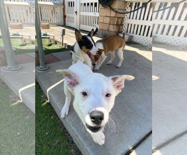 Medium Photo #13 Border Collie-Unknown Mix Puppy For Sale in La Verne, CA, USA