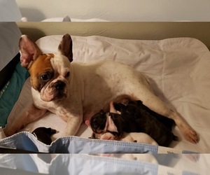 Mother of the French Bulldog puppies born on 05/29/2020